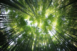 View from below of a lush forest canopy with sunlight filtering through tall green trees, symbolizing sustainability and natural growth.